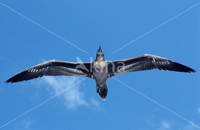 Blue-footed booby (Sula nebouxii)