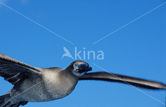 Blue-footed booby (Sula nebouxii)