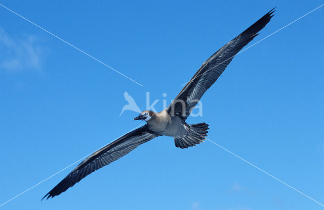 Blue-footed booby (Sula nebouxii)