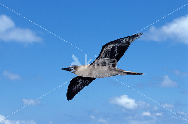 Blue-footed booby (Sula nebouxii)