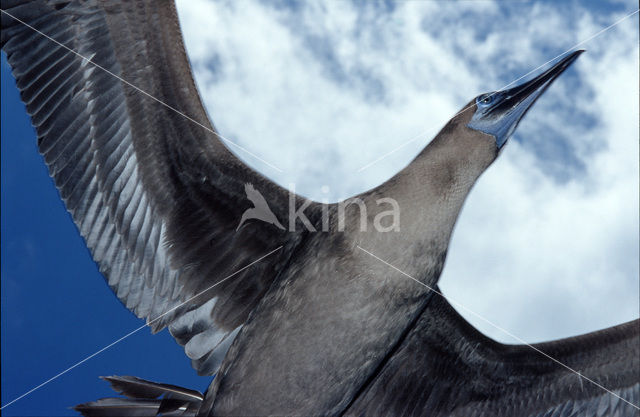 Blue-footed booby (Sula nebouxii)