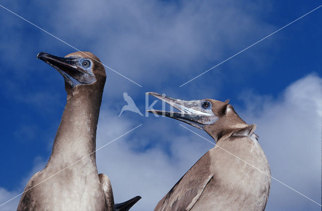 Blue-footed booby (Sula nebouxii)