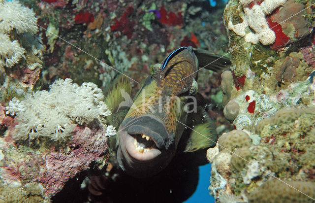 Blauwvin Trekkervis (Balistoides viridescens)