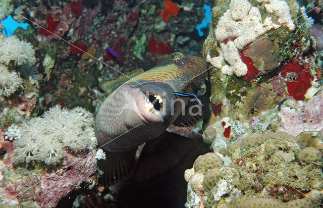 Titan triggerfish (Balistoides viridescens)