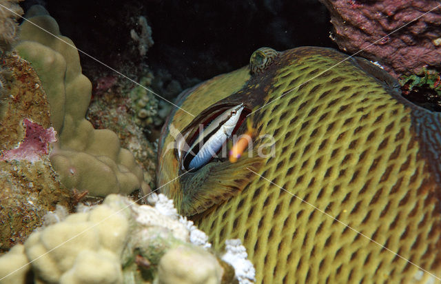 Blauwvin Trekkervis (Balistoides viridescens)