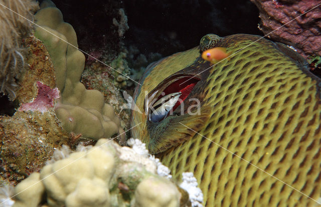 Titan triggerfish (Balistoides viridescens)