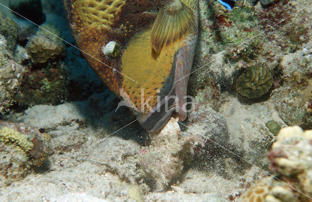 Blauwvin Trekkervis (Balistoides viridescens)