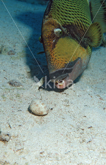 Titan triggerfish (Balistoides viridescens)