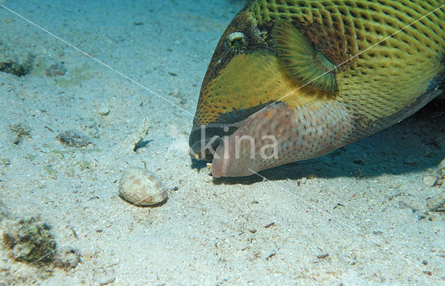 Blauwvin Trekkervis (Balistoides viridescens)