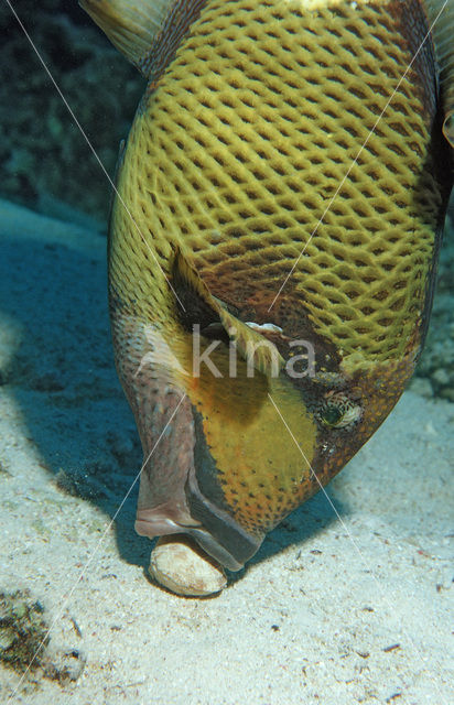 Titan triggerfish (Balistoides viridescens)