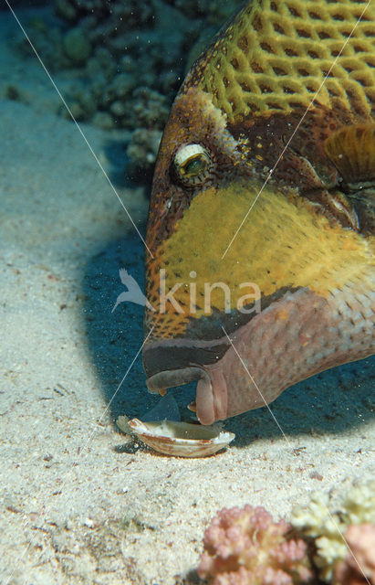 Titan triggerfish (Balistoides viridescens)