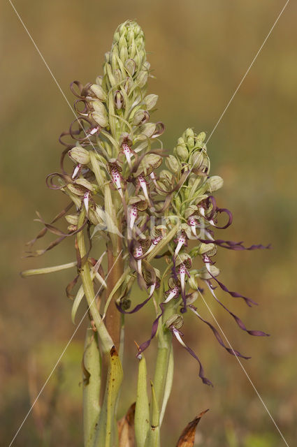 Bokkenorchis (Himantoglossum hircinum)