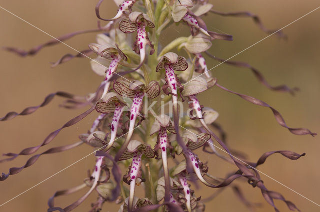 Bokkenorchis (Himantoglossum hircinum)