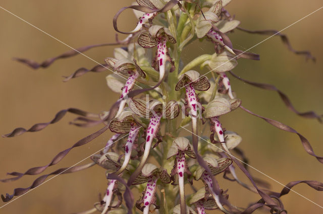 Lizard Orchid (Himantoglossum hircinum)