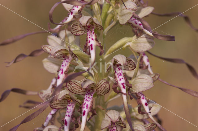 Bokkenorchis (Himantoglossum hircinum)