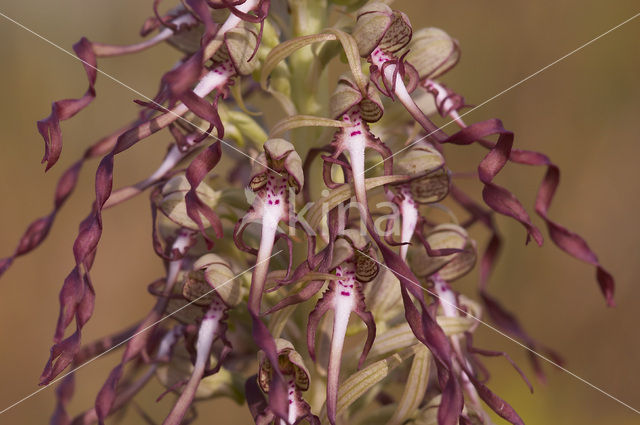 Lizard Orchid (Himantoglossum hircinum)