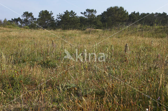 Bokkenorchis (Himantoglossum hircinum)