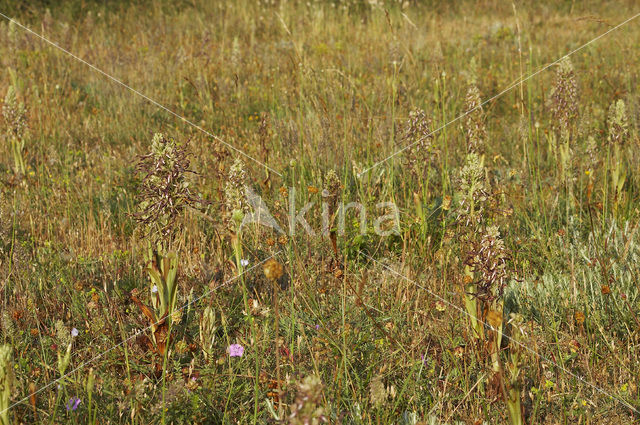 Bokkenorchis (Himantoglossum hircinum)