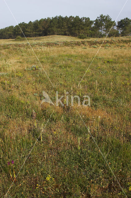 Bokkenorchis (Himantoglossum hircinum)