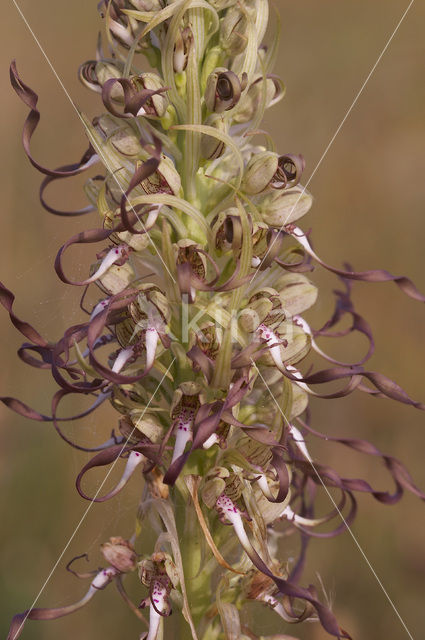 Lizard Orchid (Himantoglossum hircinum)