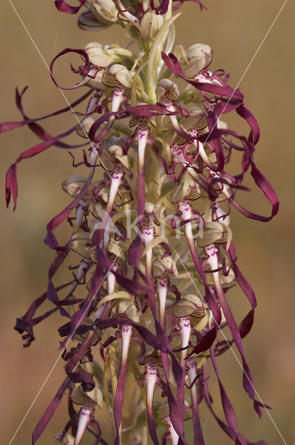 Bokkenorchis (Himantoglossum hircinum)