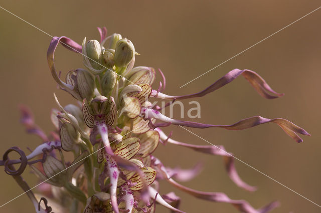 Bokkenorchis (Himantoglossum hircinum)