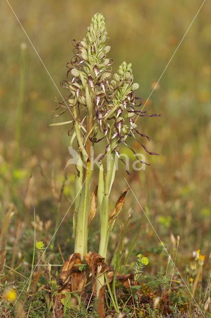 Bokkenorchis (Himantoglossum hircinum)