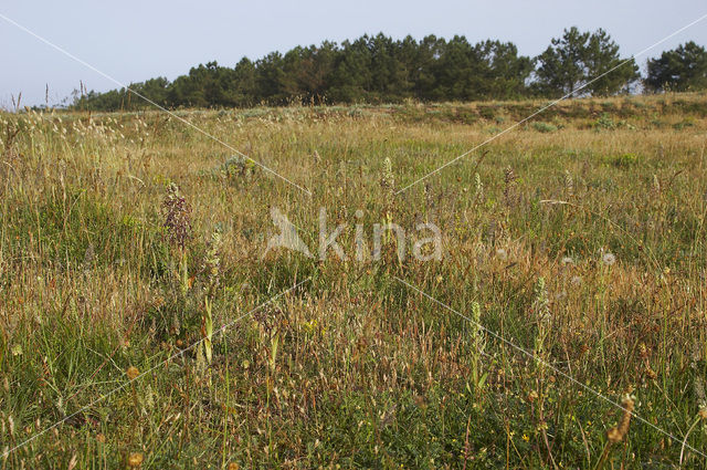 Lizard Orchid (Himantoglossum hircinum)