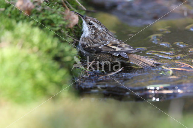 Boomkruiper (Certhia brachydactyla)