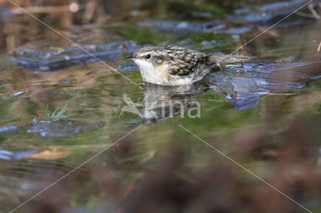 Boomkruiper (Certhia brachydactyla)