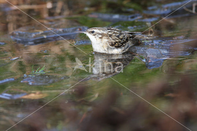 Boomkruiper (Certhia brachydactyla)