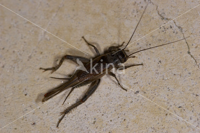 Bordeaux Cricket (Tartarogryllus burdigalensis)