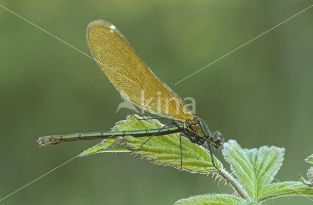 Beautiful Demoiselle (Calopteryx virgo)