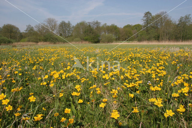 Buttercup (Ranunculus)