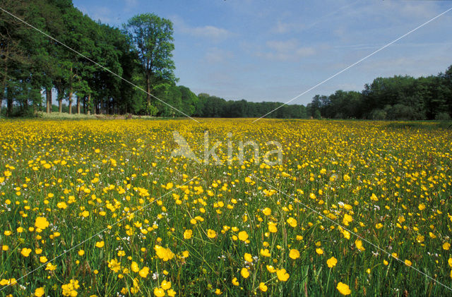 Buttercup (Ranunculus)