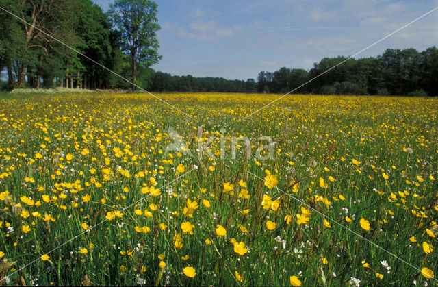 Buttercup (Ranunculus)