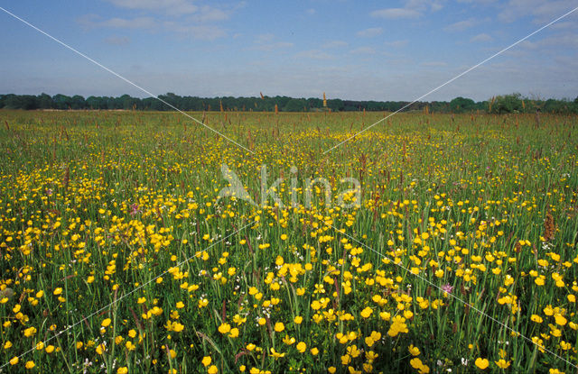 Buttercup (Ranunculus)