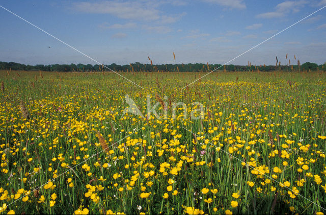 Buttercup (Ranunculus)