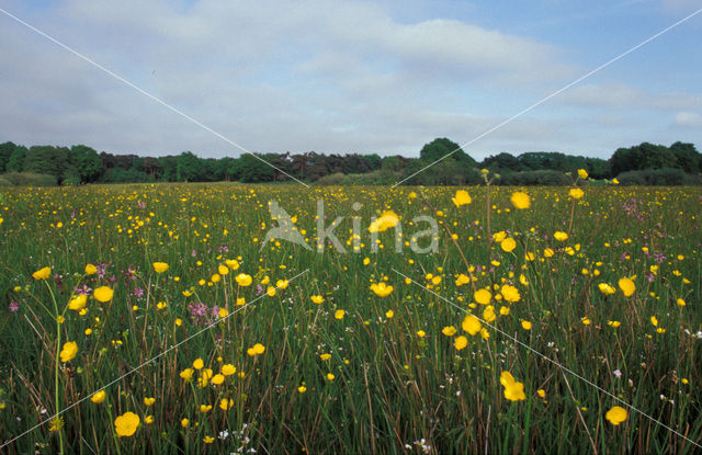 Buttercup (Ranunculus)