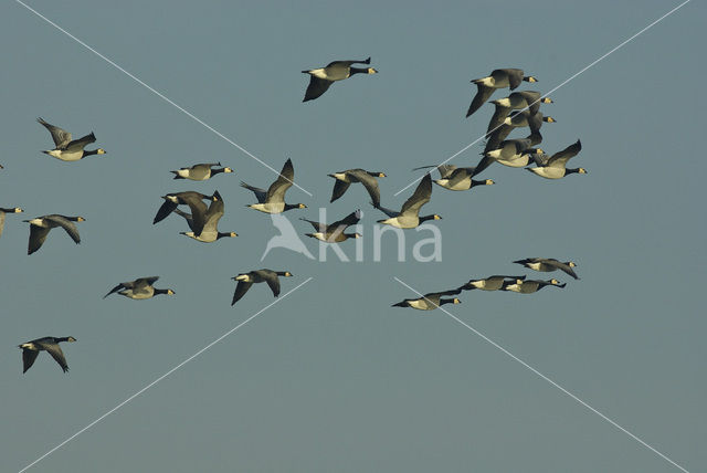 Barnacle Goose (Branta leucopsis)