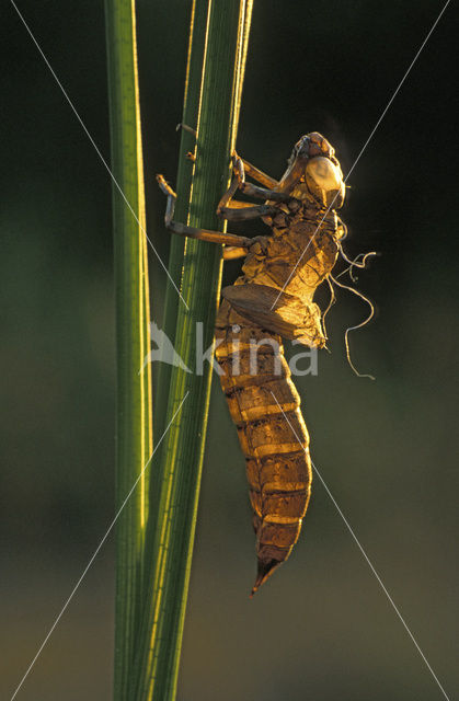 Bruine glazenmaker (Aeshna grandis)