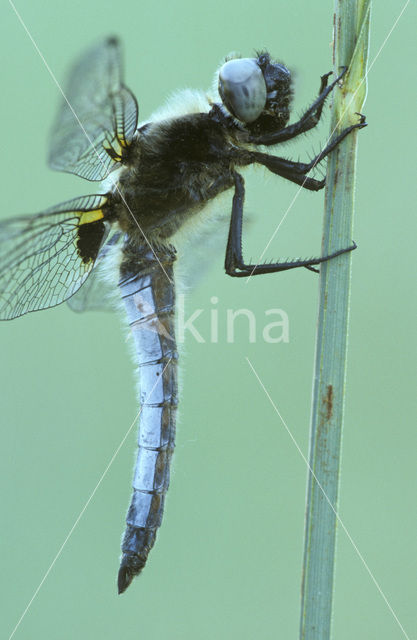 Bruine korenbout (Libellula fulva)