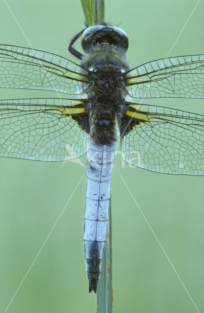 Scarce Chaser (Libellula fulva)