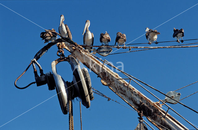 Brown pelican (Pelecanus occidentalis)