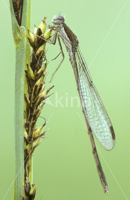 Brown Emerald Damselfly (Sympecma fusca)