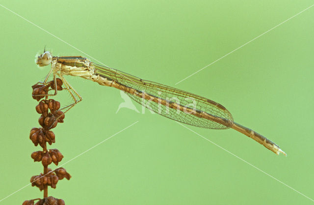 Brown Emerald Damselfly (Sympecma fusca)