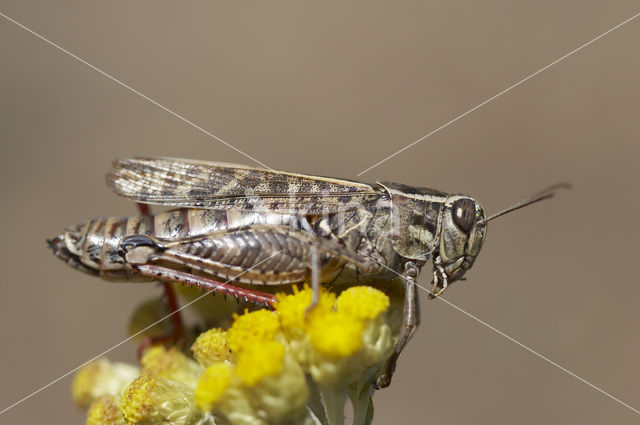 desert grasshopper (Calliptamus barbarus)