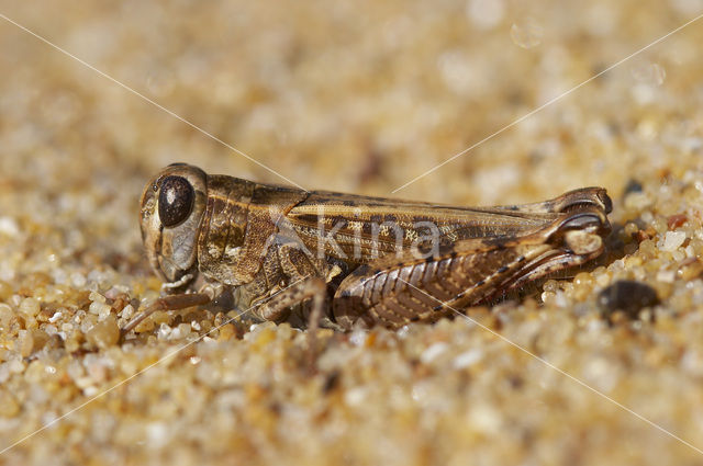 desert grasshopper (Calliptamus barbarus)