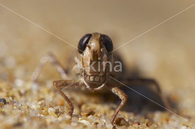desert grasshopper (Calliptamus barbarus)