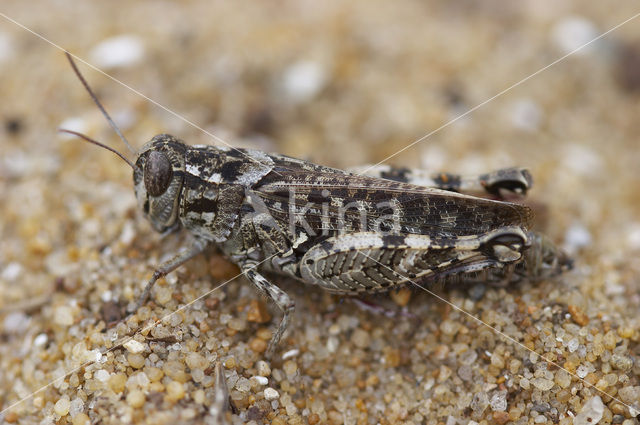 desert grasshopper (Calliptamus barbarus)